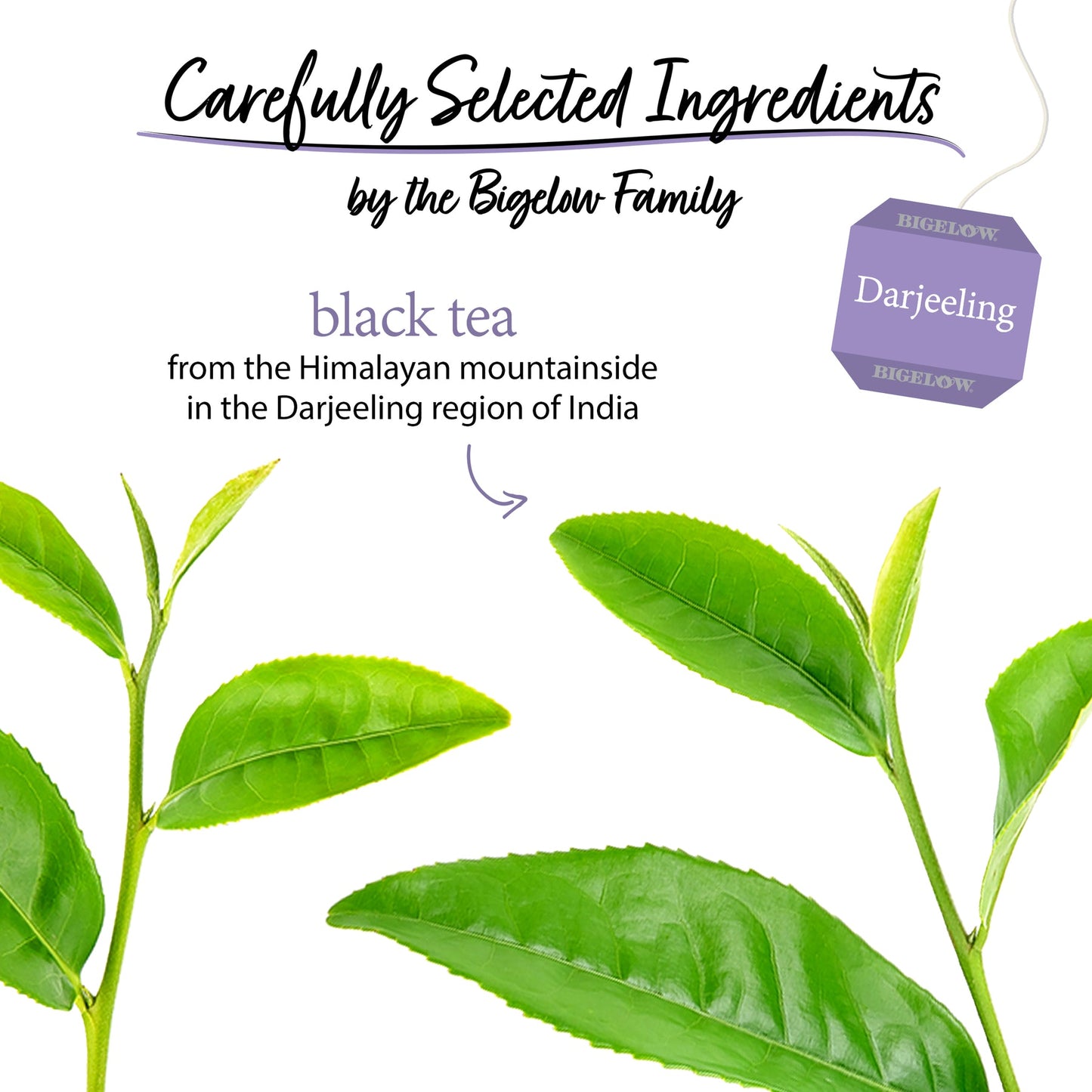 Bigelow® Darjeeling Black Tea (28 Pack)